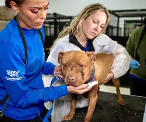 over-150-dogs-rescued
