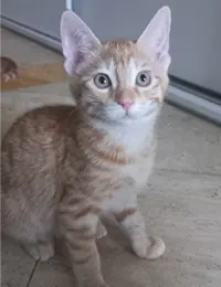 واگذاری گربه DSH