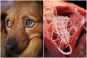 Heartworm in Dogs