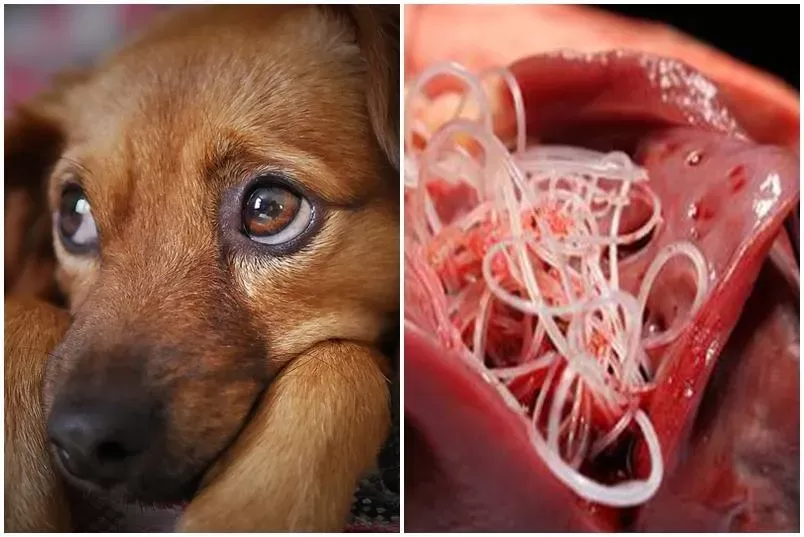 Heartworm in Dogs