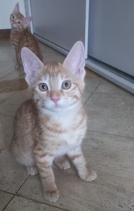 واگذاری گربه DSH