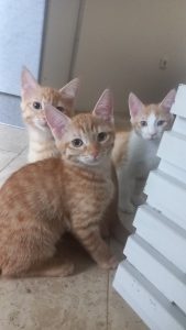 واگذاری گربه DSH