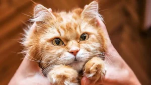 توضیحات کاربردی درباره تعدادی از شایعترین بیماریها در گربهها
