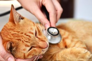 لیستی از شایع‌ترین بیماری‌های گربه‌ها + توضیحات مختصر