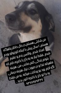 واگذاری سگ در کرج