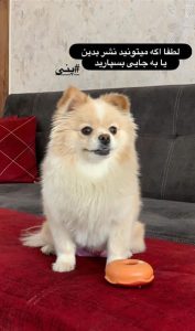 سگ پامر گمشده در اصفهان