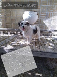 واگذاری سگ اشپیتز