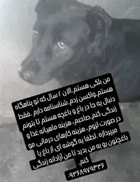 واگذاری سگ بومی در کرج