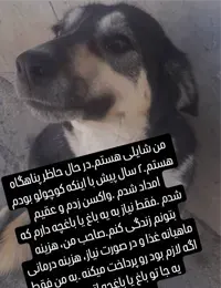واگذاری سگ در کرج