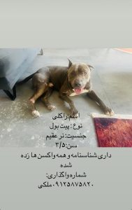 واگذاری سگ پیت بول در تهران