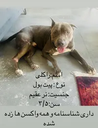 واگذاری سگ در تهران