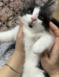 واگذاری گربه dlh تهران