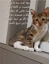 واگذاری گربه dsh در کردستان
