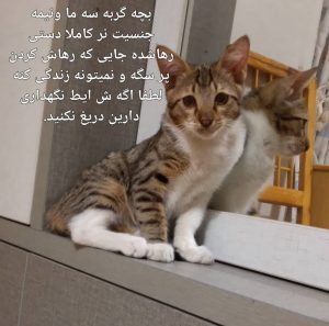 واگذاری گربه در کردستان