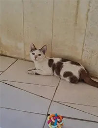 واگذاری گربه دی اس اچ