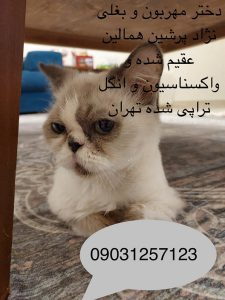 واگذاری گربه پرشین