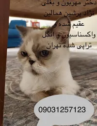 واگذاری گربه پرشین - تهران