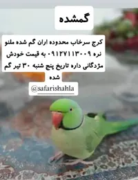 گمشدن طوطی ملنگو در حومه کرج