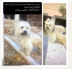 سگ پیدا شده در قلعه فرامرز