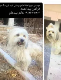 سگ پیدا شده در قلعه فرامرز