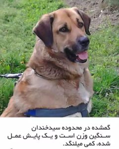 سگ گمشده در تهران - سیدخندان