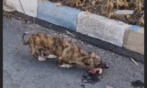 واگذاری سگ حمایتی - خوزستان