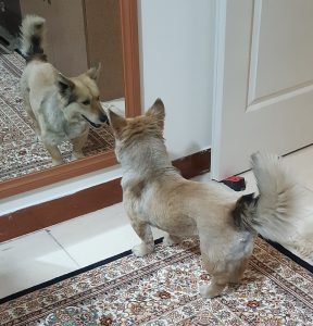 واگذاری سگ ژرمن شپرد در اندیشه
