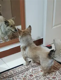 واگذاری سگ ژرمن شپرد