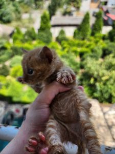 واگذاری گربه در رشت