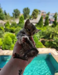 واگذاری ۴ تانوزاد گربه بومی