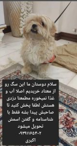 سگ پیداشده در تهران