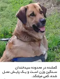 گمشدن سگ در تهران - سیدخندان
