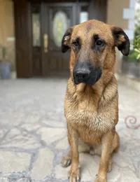 گمشدن سگ گلدن ژرمن