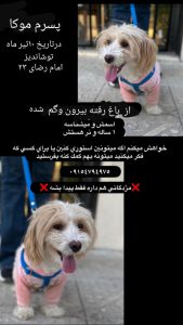 سگ گمشده مشهد شاندیز