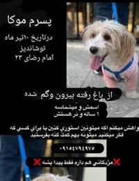 گمشدن سگ در مشهد