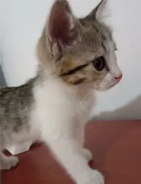 واگذاری بچه گربه dsh