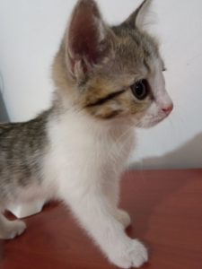 واگذاری بچه گربه دوماهه dsh