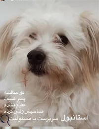 واگذاری سگ تریر دو ساله تهران