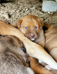 واگذاری سگ ماده با سه توله یک ماهه