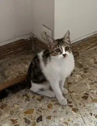 واگذاری گربه دی اس اچ