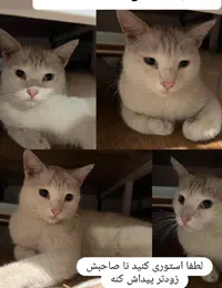 پیدا شدن گربه dsh