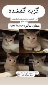 پیدا شدن گربه دی اس اچ سفید در رشت