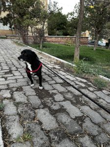 پیداشدن سگ میکس در تبریز