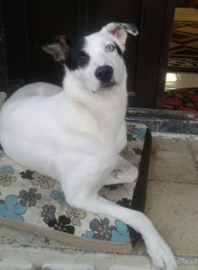 گمشده میکس هاسکی