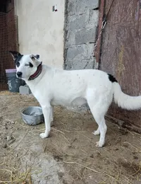 گمشده میکس هاسکی