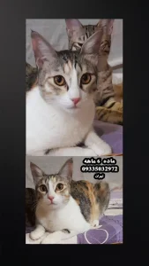 dsh واگذاری گربه
