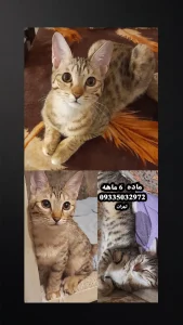 dsh گربه