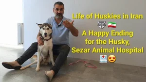 life of huskies in iran