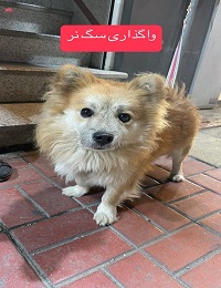 واگذاری اشپیتز پیدا شده