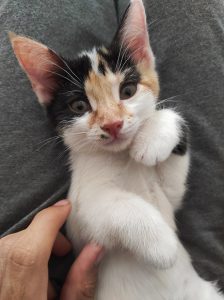 واگذاری بچه گربه dsh